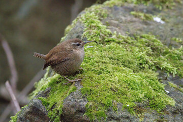 Wren