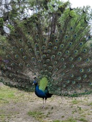 Naklejka premium A Peacock showing off its fethers, its Train