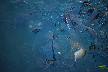 Clarias focus can be distinguished by the number of antennae, Albino catfish are also asked by many people to buy them for ornamental purposes