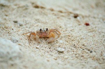 crab on sand