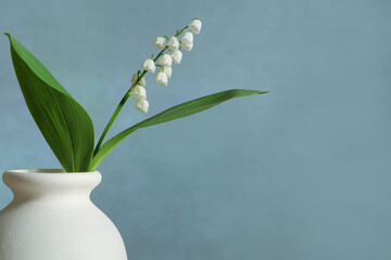 spring lily of the valley flower in white vase isolated on border of blue background 