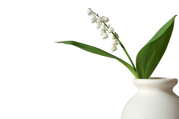 Spring lily of the valley flower in white vase isolated on white background border