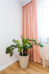 Houseplant in flowerpot near window with pink curtains, wood floor