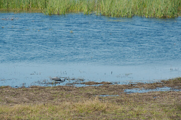 Wide view over green grass and marsh to reeds of Myakka Lake at Myakka River State Park in Sarasota Florida, Blue water with room for copy. Layed front to back no people.

