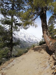 A narrow dirt path winds alongside a tall tree and snowy mountain in background