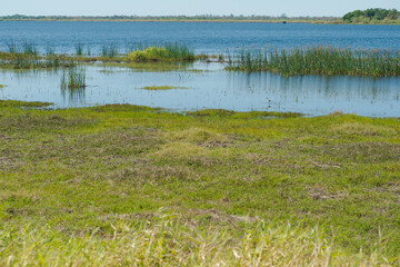 Wide view over green grass and marsh to reeds of Myakka Lake at Myakka River State Park in Sarasota Florida, Blue water with a blue and white sky with room for copy. Layed front to back no people.
