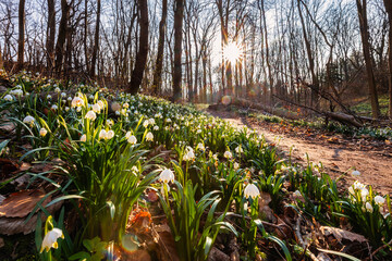 Frühblüher Winterlinge und Märzenbecher Naturschutzgebiet Zehling Ballenstedt