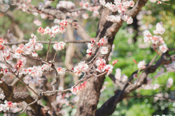 日本の庭園に咲く美しい梅の花