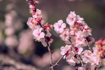 日本の庭園に咲く美しい梅の花