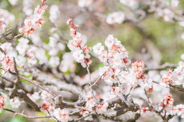 日本の庭園に咲く美しい梅の花