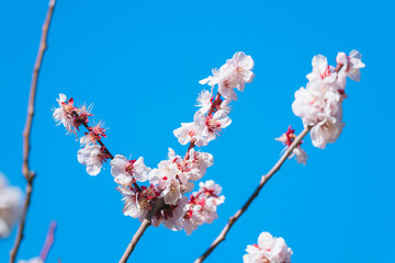 日本の庭園に咲く美しい梅の花