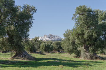 Fototapeta na wymiar Olive grove near hill town of Ostuni, Apulia, Italy
