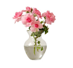 Pink rose flowers in glass vase isolated on white background