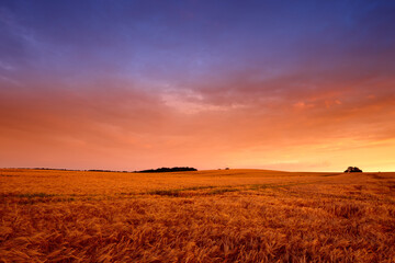 Wheat field, sunset and landscape in nature environment for summer grain for harvesting,...