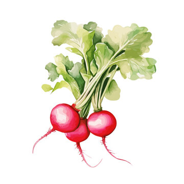 Watercolor Painting of a radish plant, Vector Drawing, isolated on a white background.
