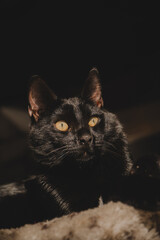 black cat with yellow eyes enjoying the sun at home