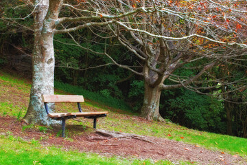 Autumn, nature and trees with bench in park for relax, scenery or forest environment in countryside. Agriculture, branches or woods for sustainability, natural landscape or field on grass for ecology