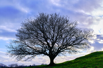 Lone tree on a hillside in winter