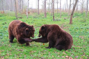 In a tranquil forest clearing, two brown bears engage in a delightful play, creating a heartwarming scene amid the grassy expanse. The soft, green carpet provides a natural playground for the bears, t - obrazy, fototapety, plakaty