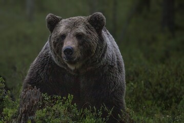 In the heart of the forest, a sleek black bear strides gracefully along a brief path, its fur...