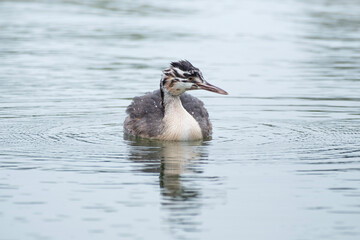 great crested grebe in the water, young bird