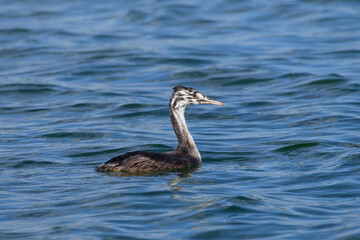 great crested grebe swimming in the water, juvenile Podiceps cristatus