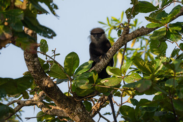 Purple-faced langur, Semnopithecus vetulus in Sri Lanka