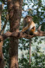 Naklejka na ściany i meble Toque macaque sitting on the tree, monkey endemic to Sri Lanka, Macaca sinica
