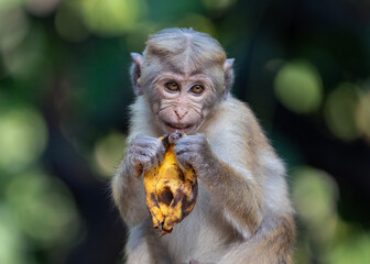 Toque macaque, young monkey eating a banana, Macaca sinica in Sri Lanka