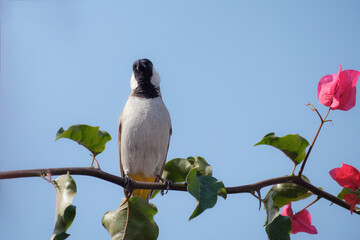 White-eared bulbul, bird on a blooming tree, Pycnonotus leucotis