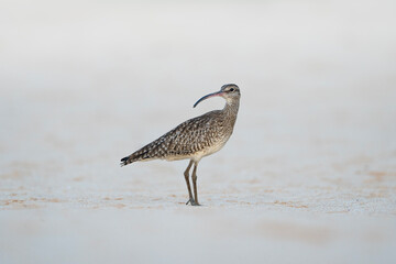 Whimbrel, wader with a long curved beak, Numenius phaeopus in Sri Lanka