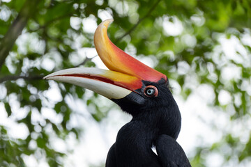 Rhinoceros hornbill close up, portrait of Buceros rhinoceros
