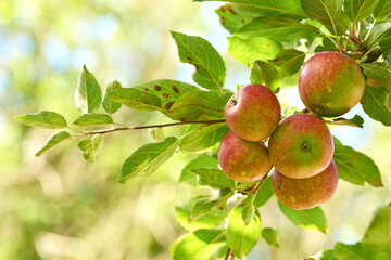 Apple, tree and fruit on branch with leaves outdoor in farm, garden or orchard in agriculture or nature. Organic, food and farming in summer with sustainability for healthy environment and growth