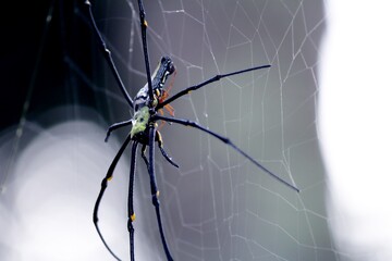 The gray-black spider stands poised on its web, patiently awaiting the approach of something...