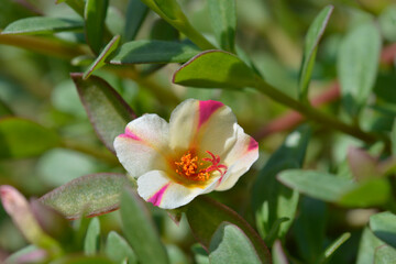 Watermelon Punch Moss Rose flower