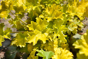 Coral Bells Electric Lime leaves