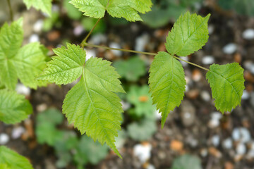Zweiweltenkind Goats Beard leaves