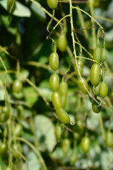 Weeping Japanese pagoda tree fruit