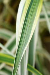 Giant reed Ely variegated leaves