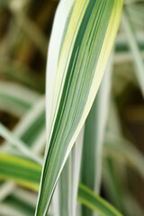 Obraz premium Giant reed Ely variegated leaves