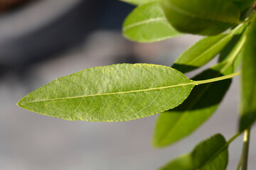 Almond tree leaves