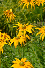 Gloriosa Daisy Irish Eyes flowers