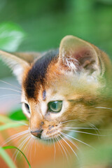 Porträt eines Abessinier Kitten auf dem Balkon