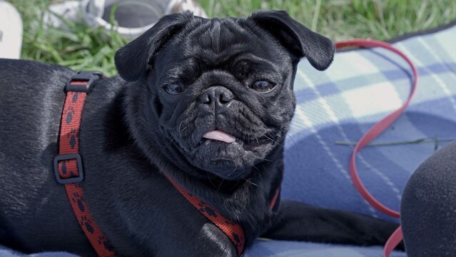 Schwarzer Mops Hundewelpe liegt auf einer Decke