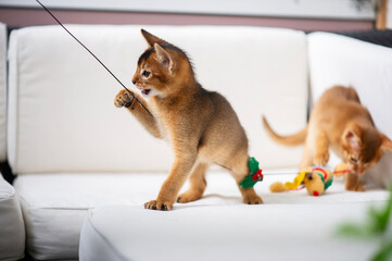 Spielende Abessinier Kitten auf dem Balkon
