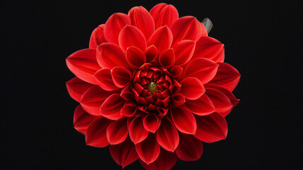 Red dahlia. Flower on the black isolated