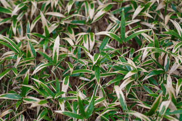 港区赤坂4丁目の円通寺公園に茂るクマザサ