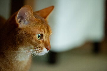 Porträt einer Abessinier Katze
