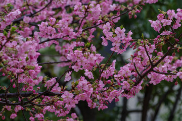港区赤坂5丁目に咲く河津桜が雨に濡れる