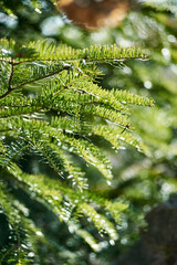 Green fir branch close-up after winter, spring photo